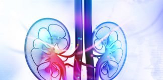 Researchers Develop a Novel Genomics-Guided Tool to Guide Treatment of Advanced Kidney Cancers Human kidney cross section. Photo courtesy: 2019 Fotolia