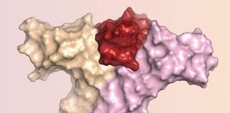 Neoleukin-2/15 – A Novel Immunotherapy Agent Designed to Avoid Common Side Effects