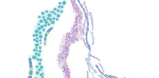Two Studies Confirm Liquid Biopsies to Accurately Track Treatment Response to Cancer