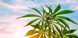 Ethicann and Ilera Forms Partnership to Develop and Manufacture of Botanical THC to Treat Chemotherapy-Induced Nausea and Vomiting Cannabis, a flowering plant as a potential source for an approved treatment to treat Chemotherapeutic- Induced Nausea and Vomiting (CINV)