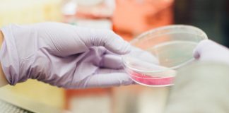Cancer Cells Grown in a Dish have Little in Common with Cancer Cells in People