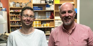 Study Suggests Common Denominators Link all Cancers