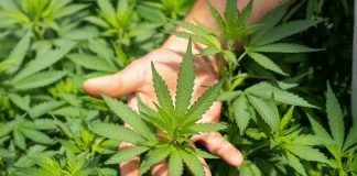 Cannabidiol oil may be Linked to Lung Cancer Regression