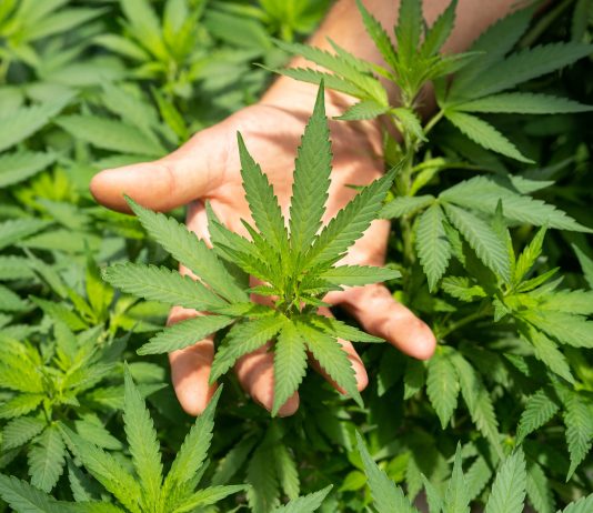 Cannabidiol oil may be Linked to Lung Cancer Regression