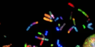 Novel EGFRvIII-selective ADC Shows Activity Against Glioblastoma Patient-derived Xenografts