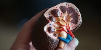 Patients with Transplanted Kidneys and Skin Cancer May Benefit from Novel Immunotherapy Combination