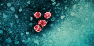 Understanding the True Impact of Microbiota on Cancer Development and Treatment