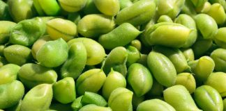Compounds Derived from Soy and Other Plants Reduce Breast Cancer Recurrence and Improve Survival