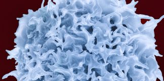 Serendipity Reveals New Method to Fight Cancer with CAR T-cell Therapy