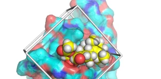 Scientists Discover a Novel STAT3 Inhibitor for Potential Treatment of Pancreatic Cancer
