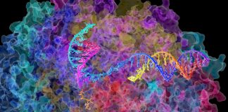 Study: Novel RNA Linked to Survival of Cancer Patients