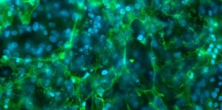 Study Shows how Proteins Regulate our Genome’s 3D Shape to Influence Gene Expression and Cell Identity