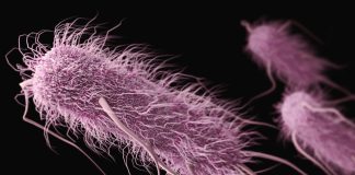 Study: Novel Listeria Monocytogenes Vaccine Provides Protective Immunity in Murine Models of Colorectal Cancer