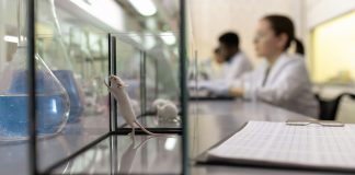 Age-Dependent Immune Dynamics Shape Melanoma Progression: Insights from Aged Mouse Models